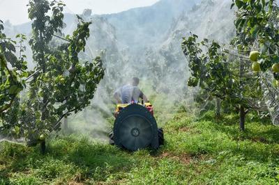 陳區(qū)鎮(zhèn)精心打造“一鎮(zhèn)一業(yè)”推進黃梨產業(yè)提檔升級，助力養(yǎng)生保健食品發(fā)展